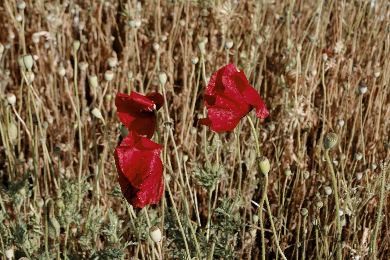 Poppies